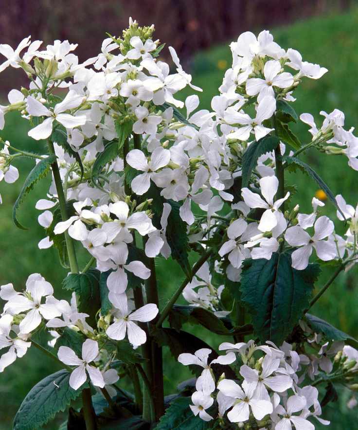 butterfly garden Lunaria annua var. albiflora AGM flowering in summer