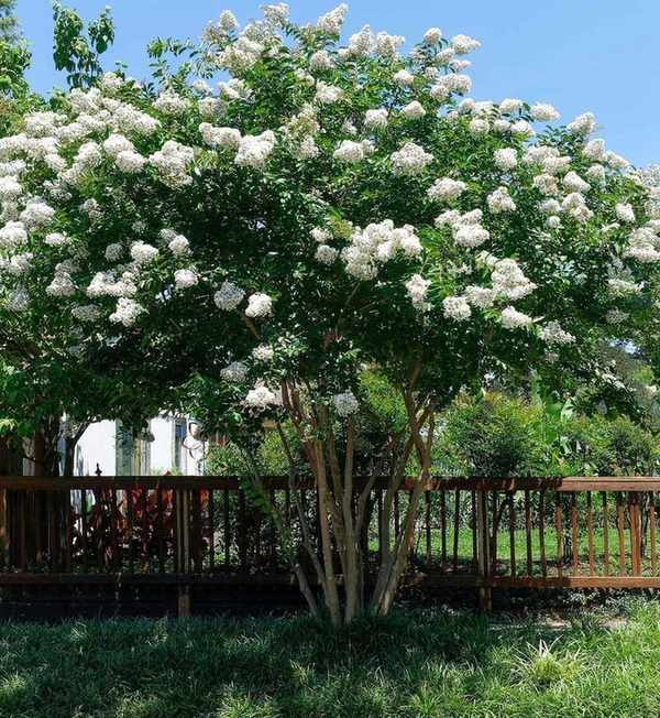 white crepe myrtle tree