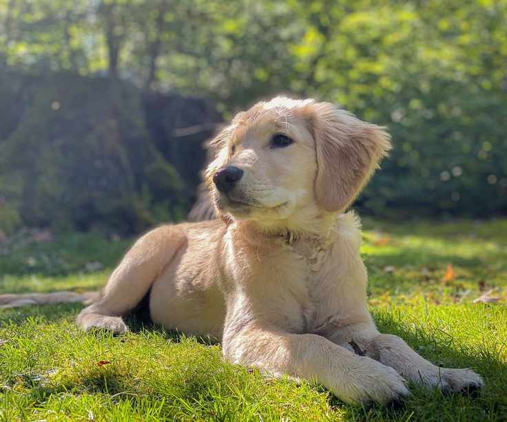 golden retriever puppy on a lawn