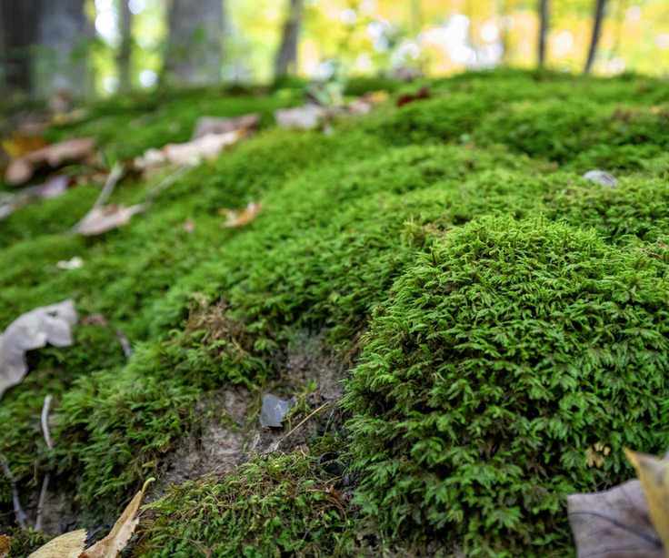 Moss