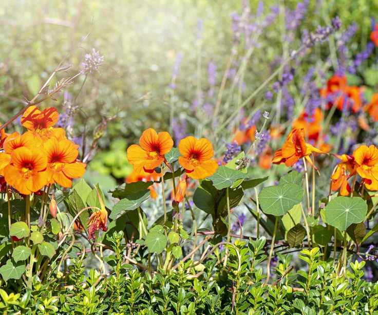 Edible nasturtium flowers growing in a border