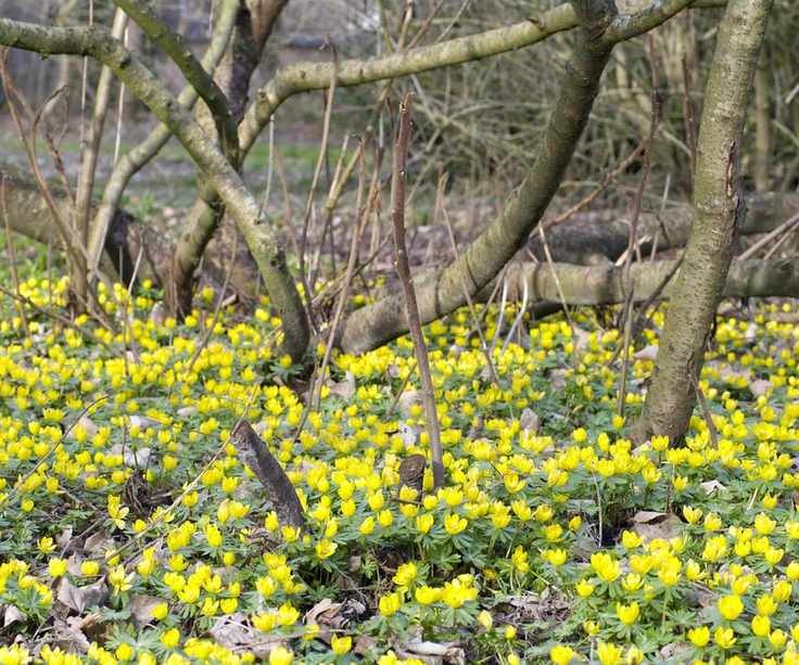 Winter aconites planted under deciduous trees