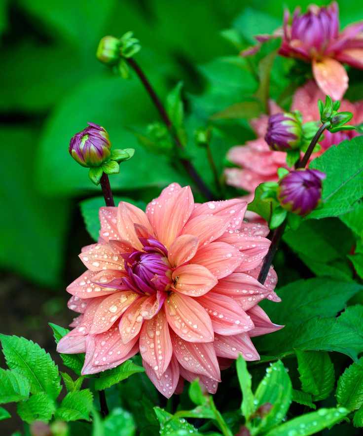 Dahlia 'Great Silence'