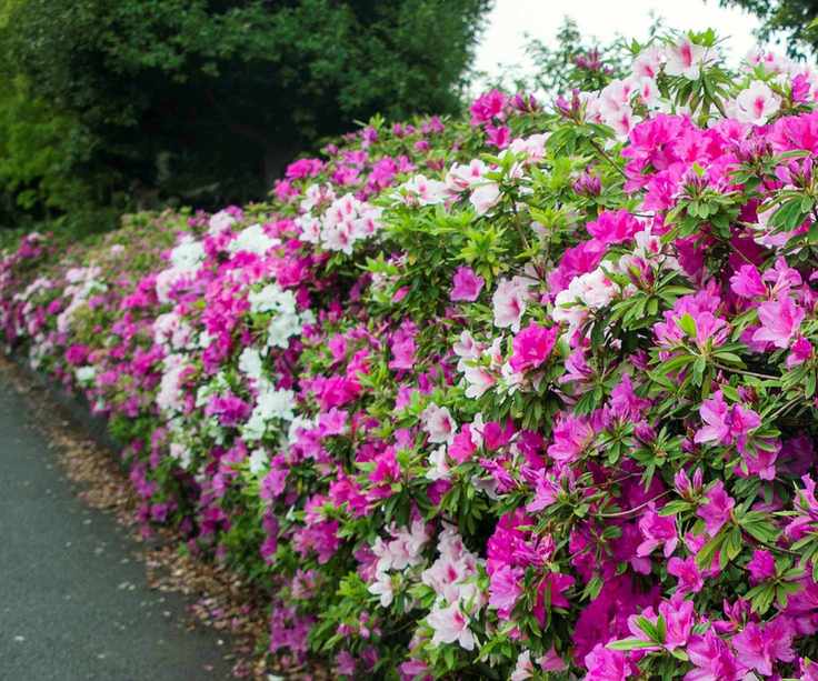 Colourful evergreen rhododendrons create an attractive evergreen hedge