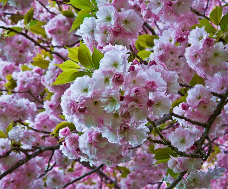 Kwanzan flowering cherry tree in bloom