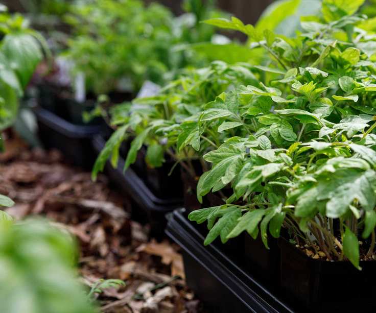 hardening off trays of young plants outdoors