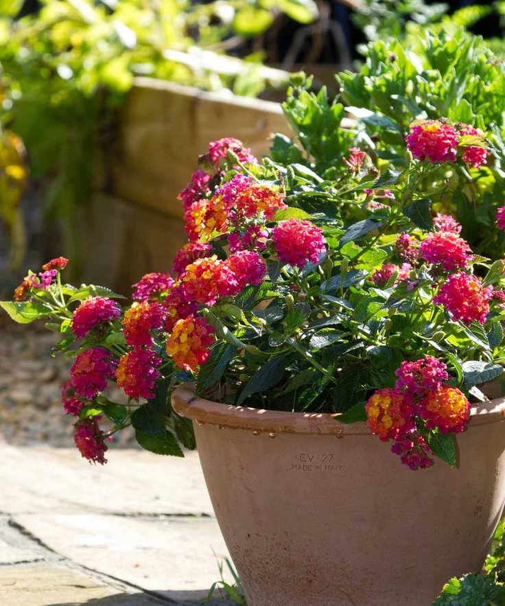 Lantana flowers in pot