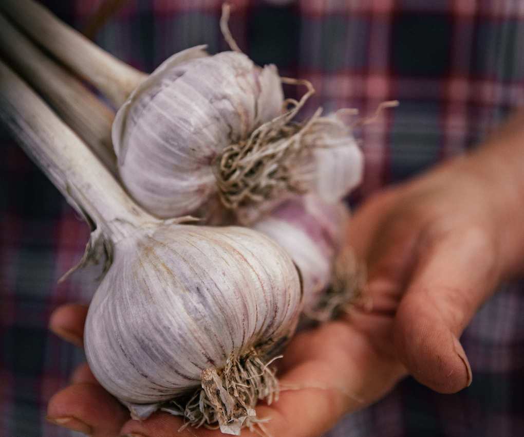 Hands holding two purple garlic bulbs lifted from the ground