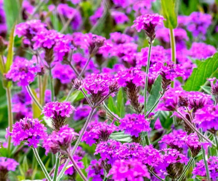 butterfly garden Verbena rigida AGM in summer display