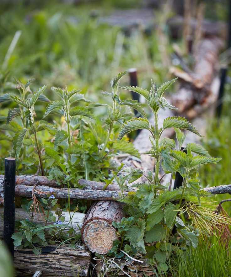 Wild patch of plants encased with rustic wooden frame