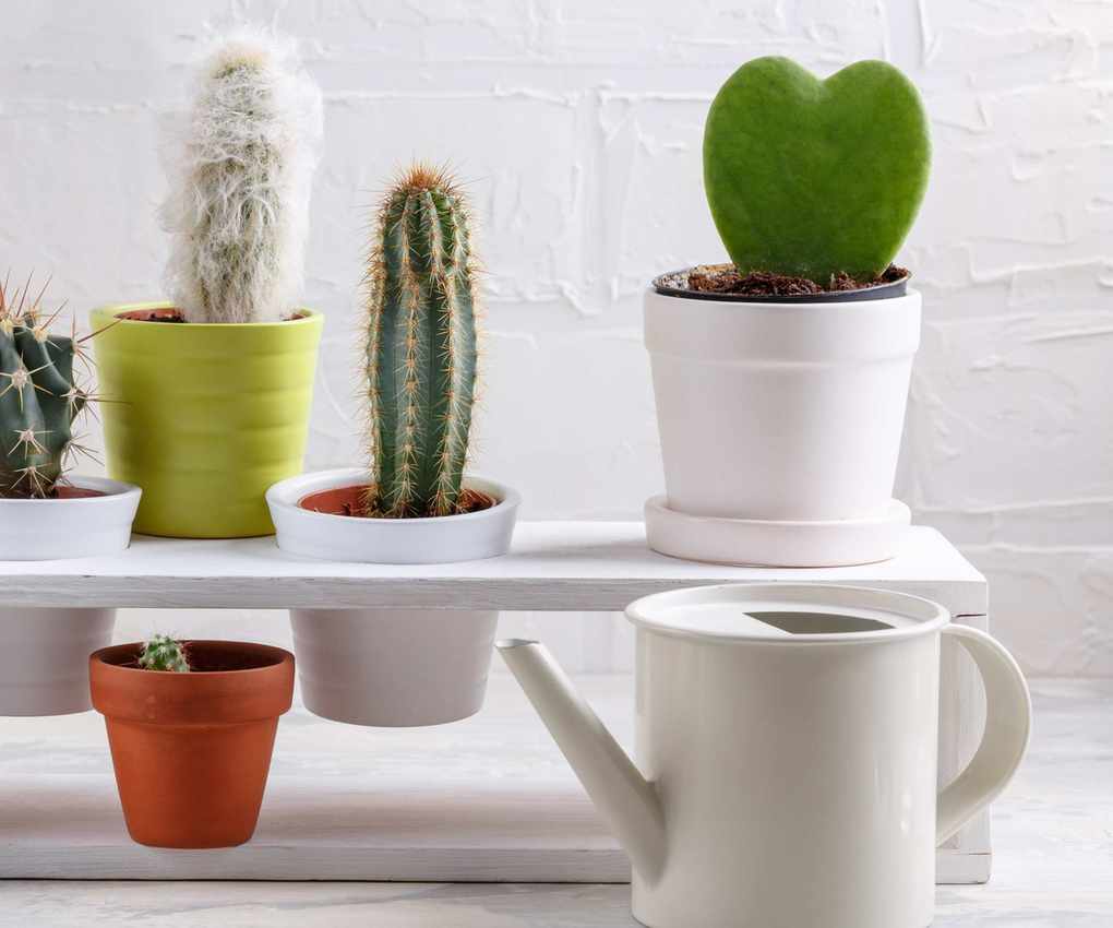 Sweetheart hoya in a white pot with a white watering can