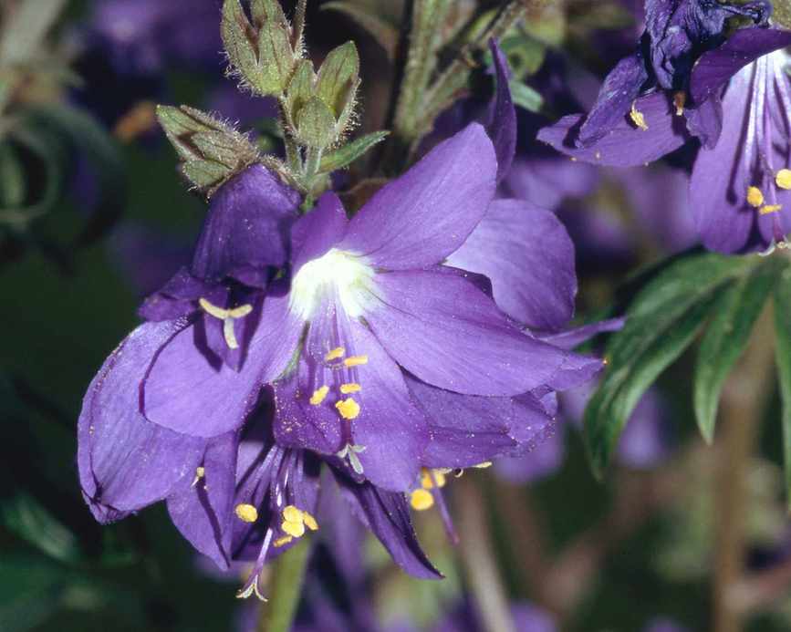 blue flower of jacob's ladder or Polemonium caeruleum