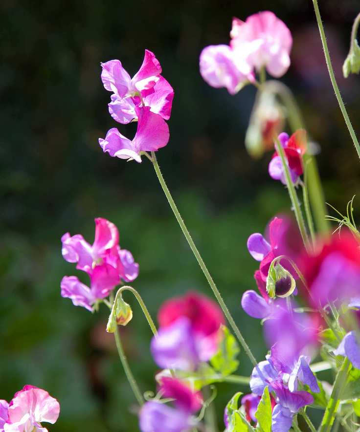 sweet peas