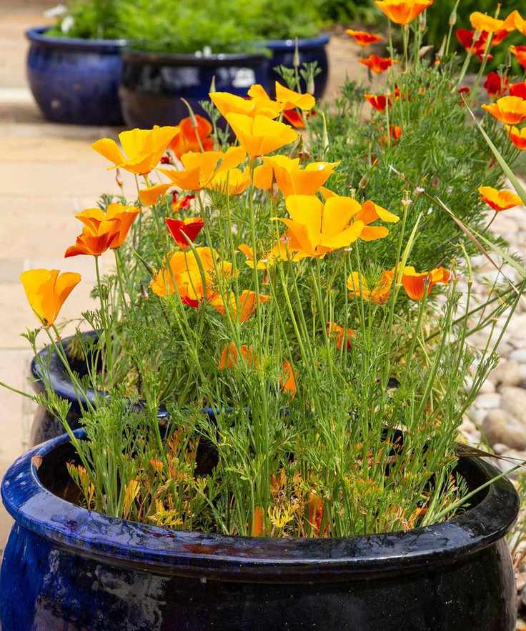 orange california poppies in ceramic pot