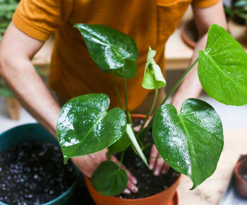 repotting a monstera