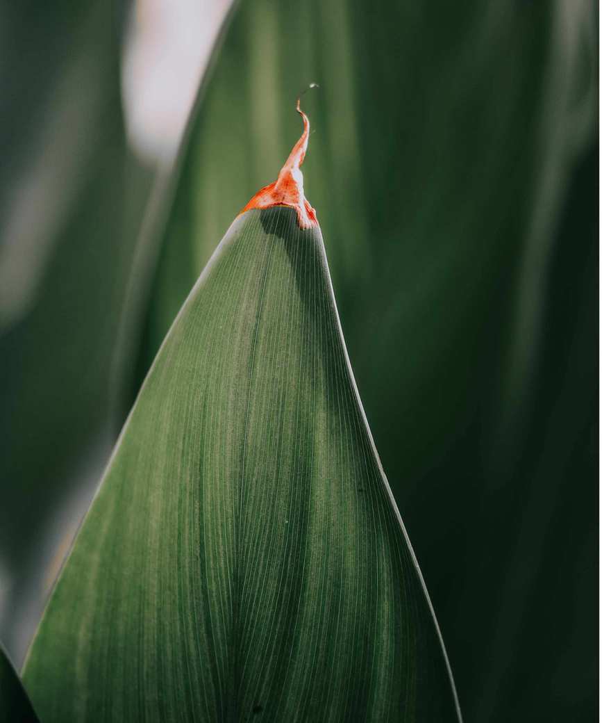 Aspidistra brown leaf
