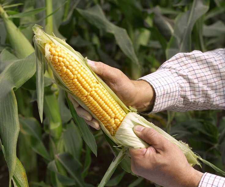 Harvesting sweetcorn