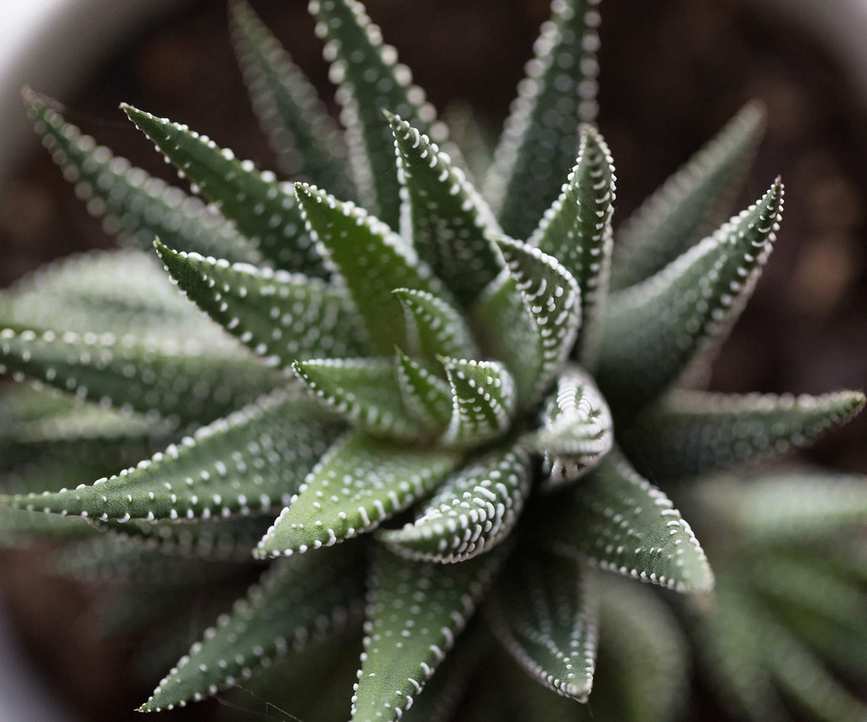 Haworthiopsis attenuata - the zebra haworthia.