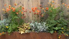 Orange and yellow flowering plants alongside colourful foliage plants in a metal container against a wooden fence