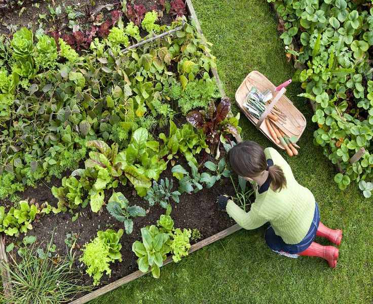 lady tending to vegetables and spinach planted in raised beds