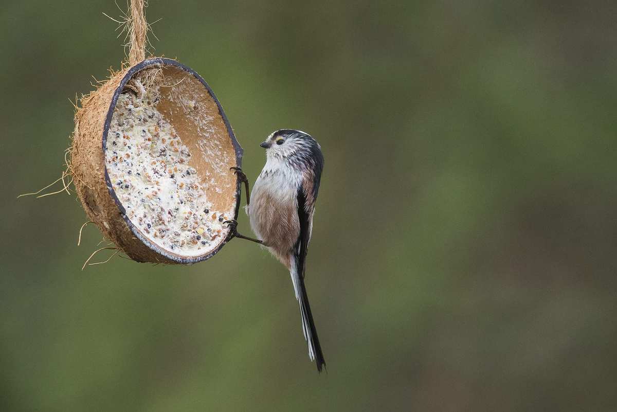 Long-tailed tit on coconut feeder