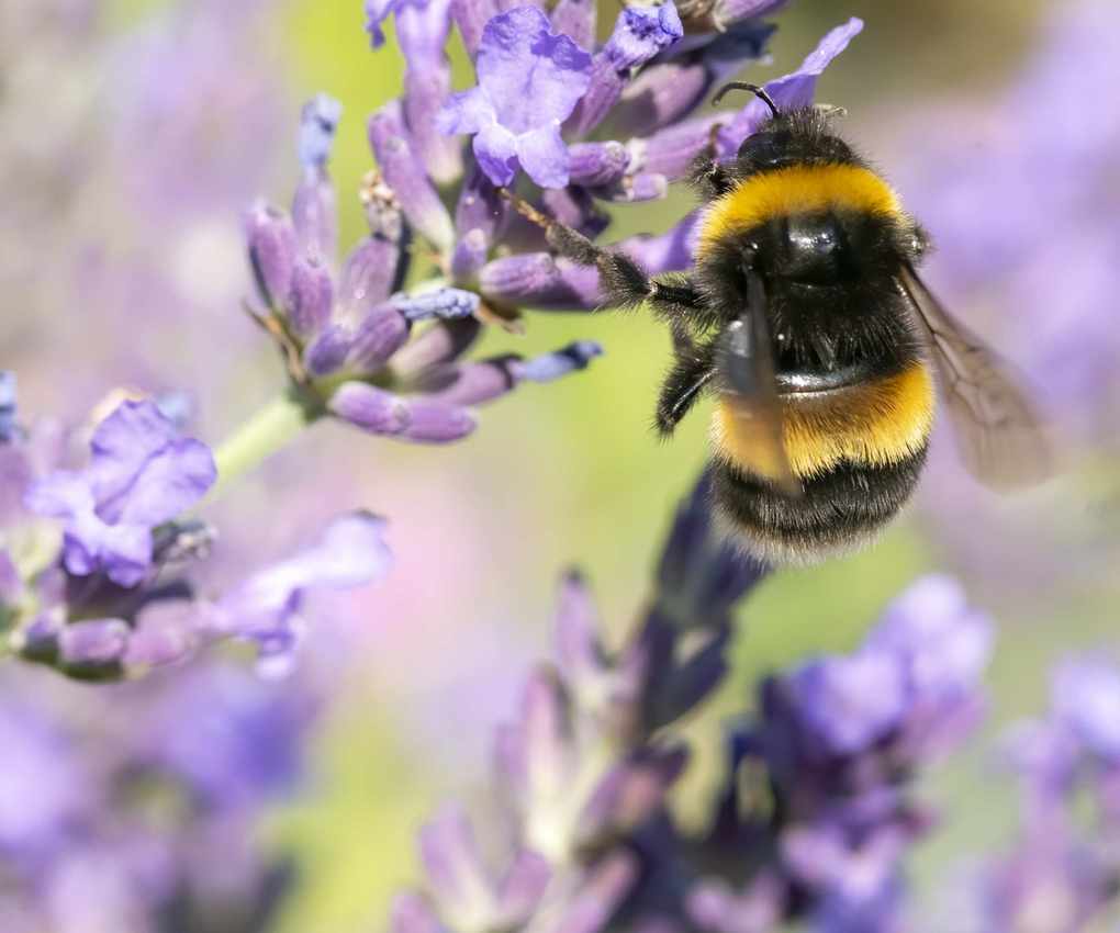 Lavender bloom close-up with a bee pollinating the flower