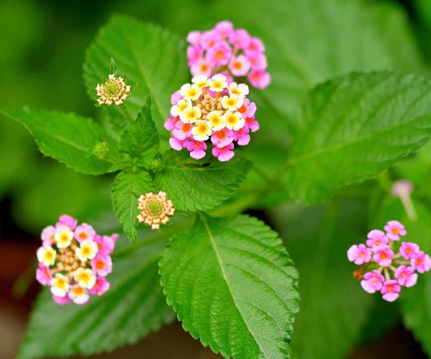 Lantana camara flowers and buds