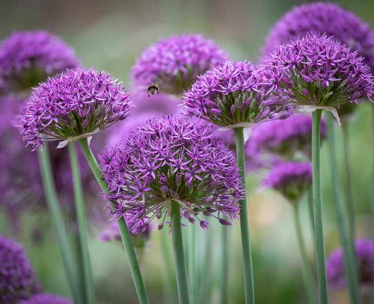 alliums in flower