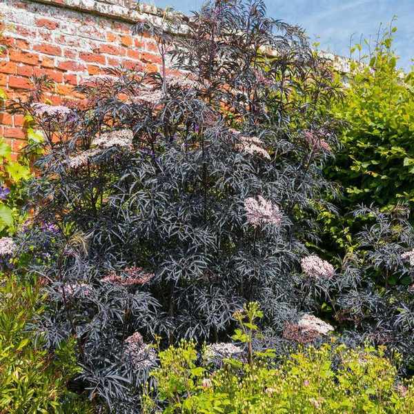 elder providing color contrast in back of garden border