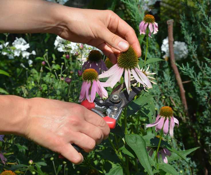 Pruning coneflower blooms