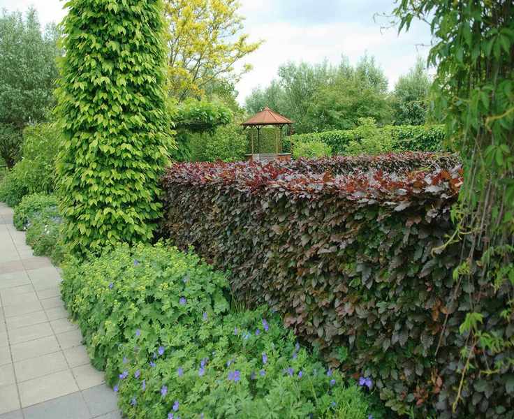 Copper beech privacy hedge