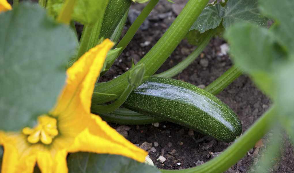 courgette growing on a plant