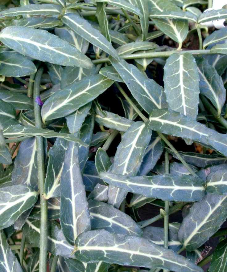 Euonymus fortunei 'Wolong Ghost'