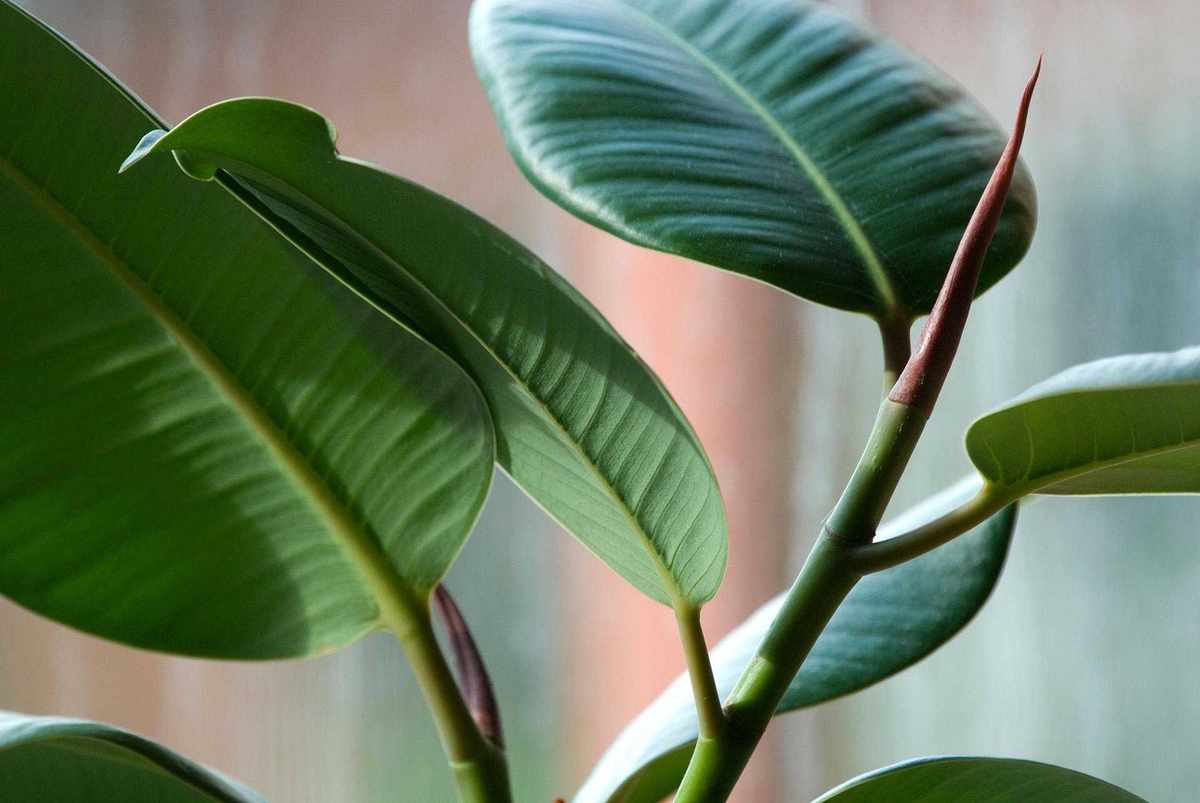 Ficus elastica or rubber plant leaves