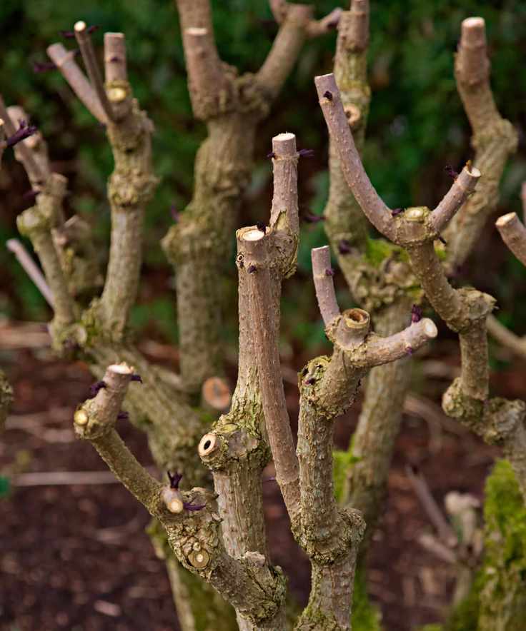 elder cut back hard in spring
