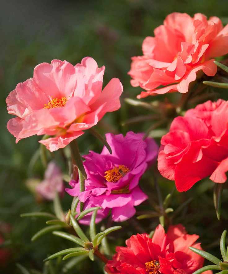 Portulaca