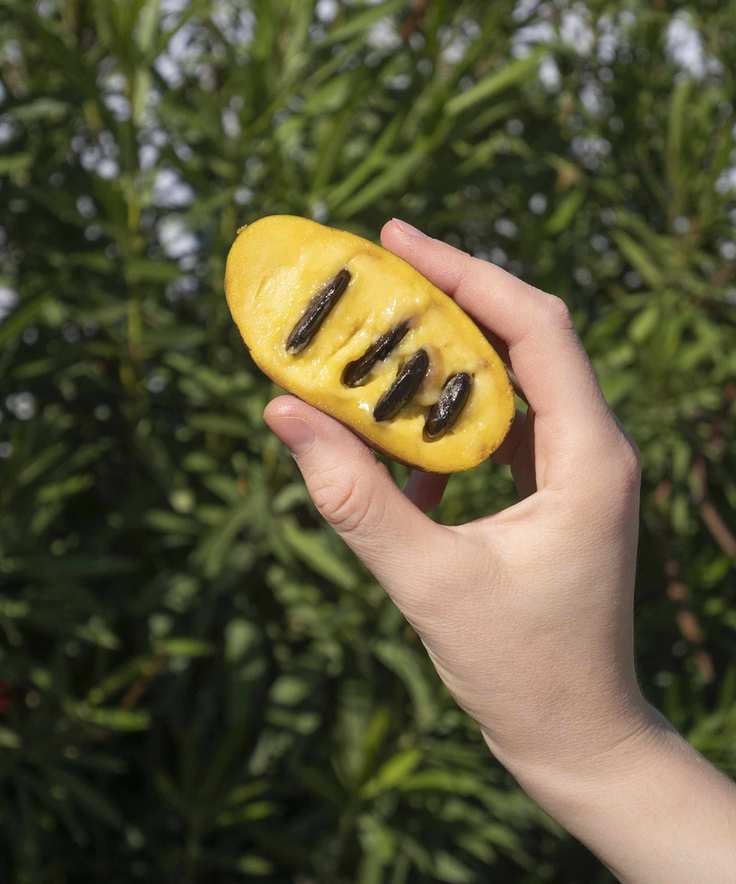 Hand holding Pawpaw fruit, Asimina trilob