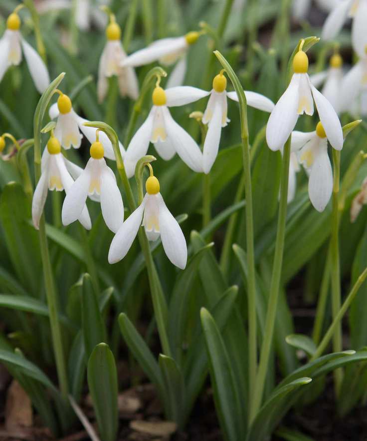 snowdrop galanthus wendy's gold