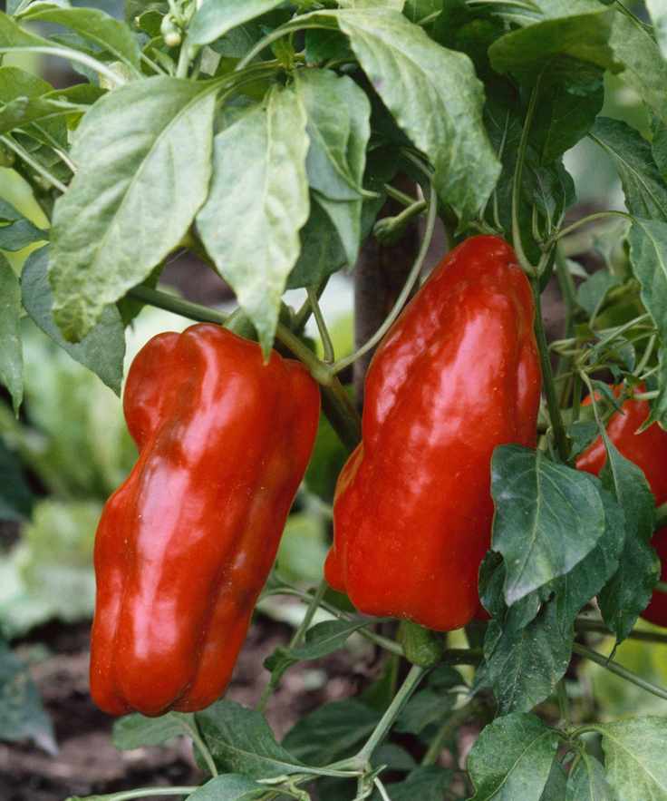 red bell pepper growing on plant