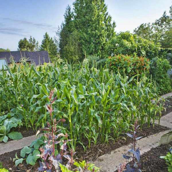 Sweetcorn in a vegetable garden