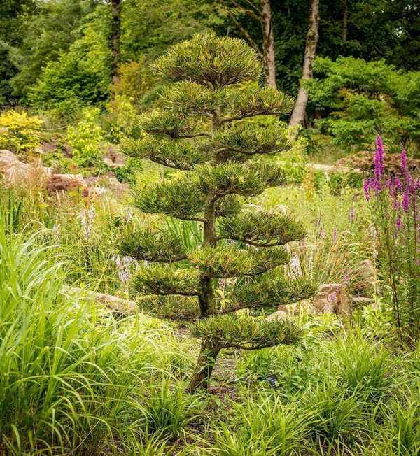 cloud pruned podocarpus