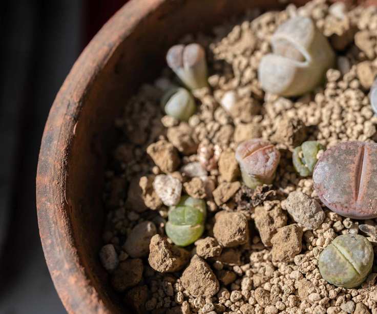 Lithops succulents growing in pot
