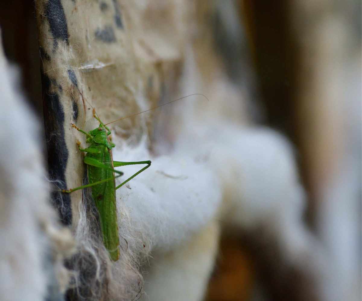 Green bush-cricket crawling on green leaf macro