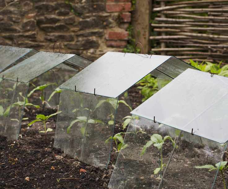 A DIY garden cloche