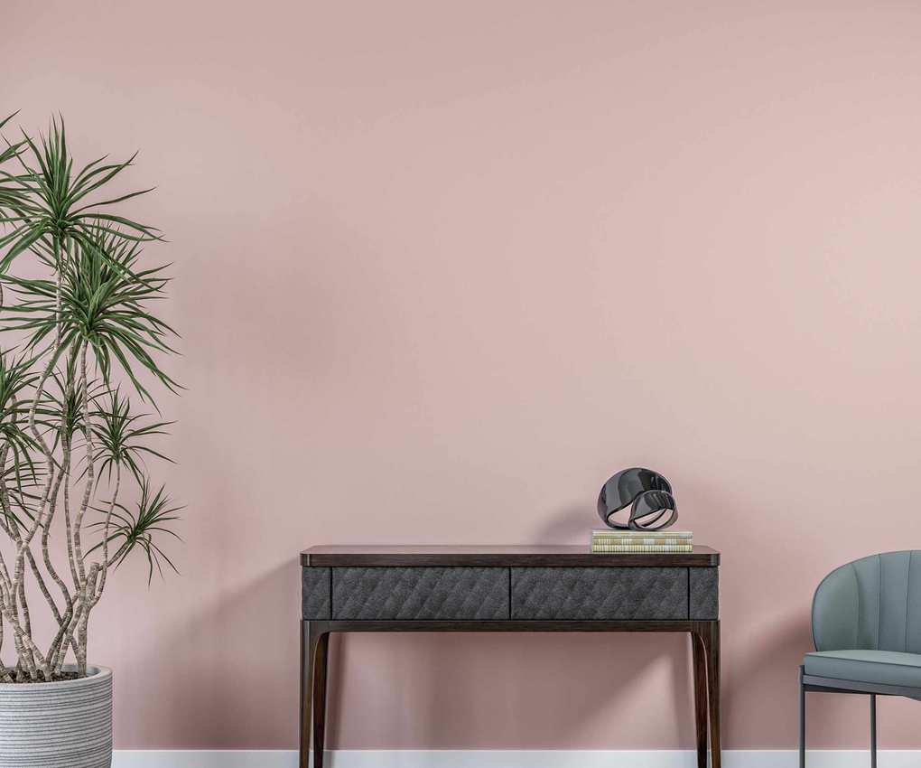 Dragon tree in grey pot against a pink wall
