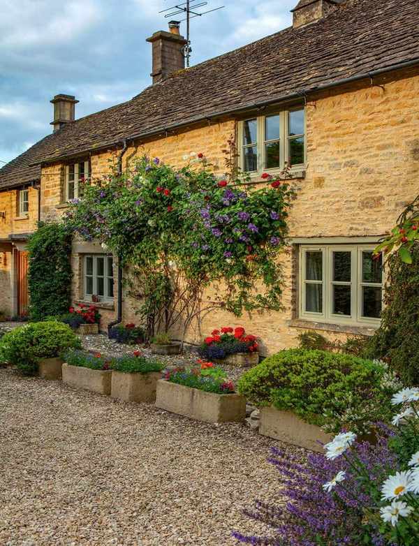 Climbing rose on cotswold cottage