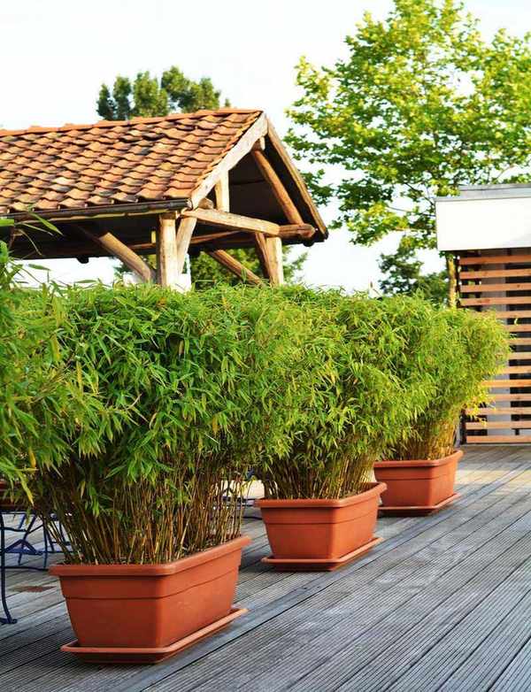 Bamboo privacy hedge