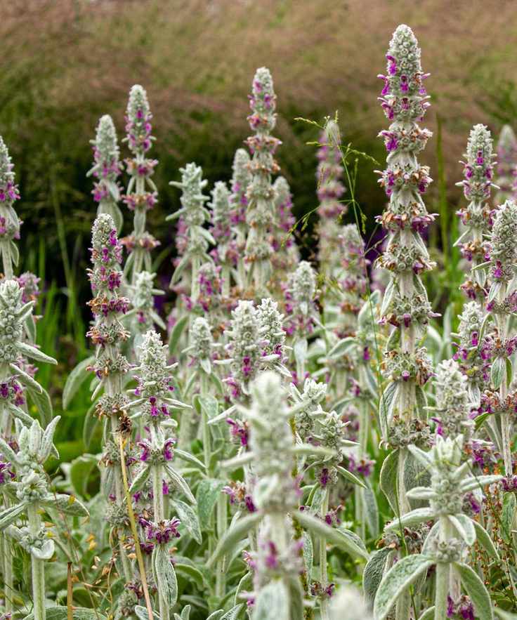 Stachys byzantina (lamb's ears)