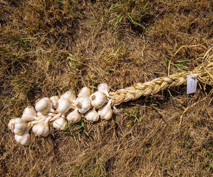 Braided Nootka Rose garlic