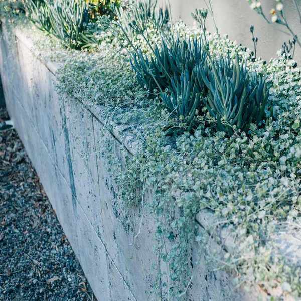concrete planter with gray and silver succulents such as blue chalk sticks plant